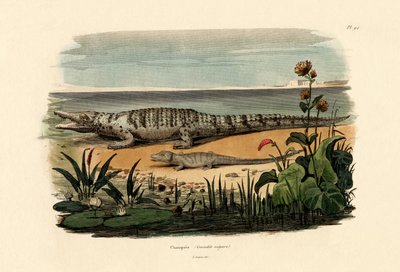 Crocodiles by French School